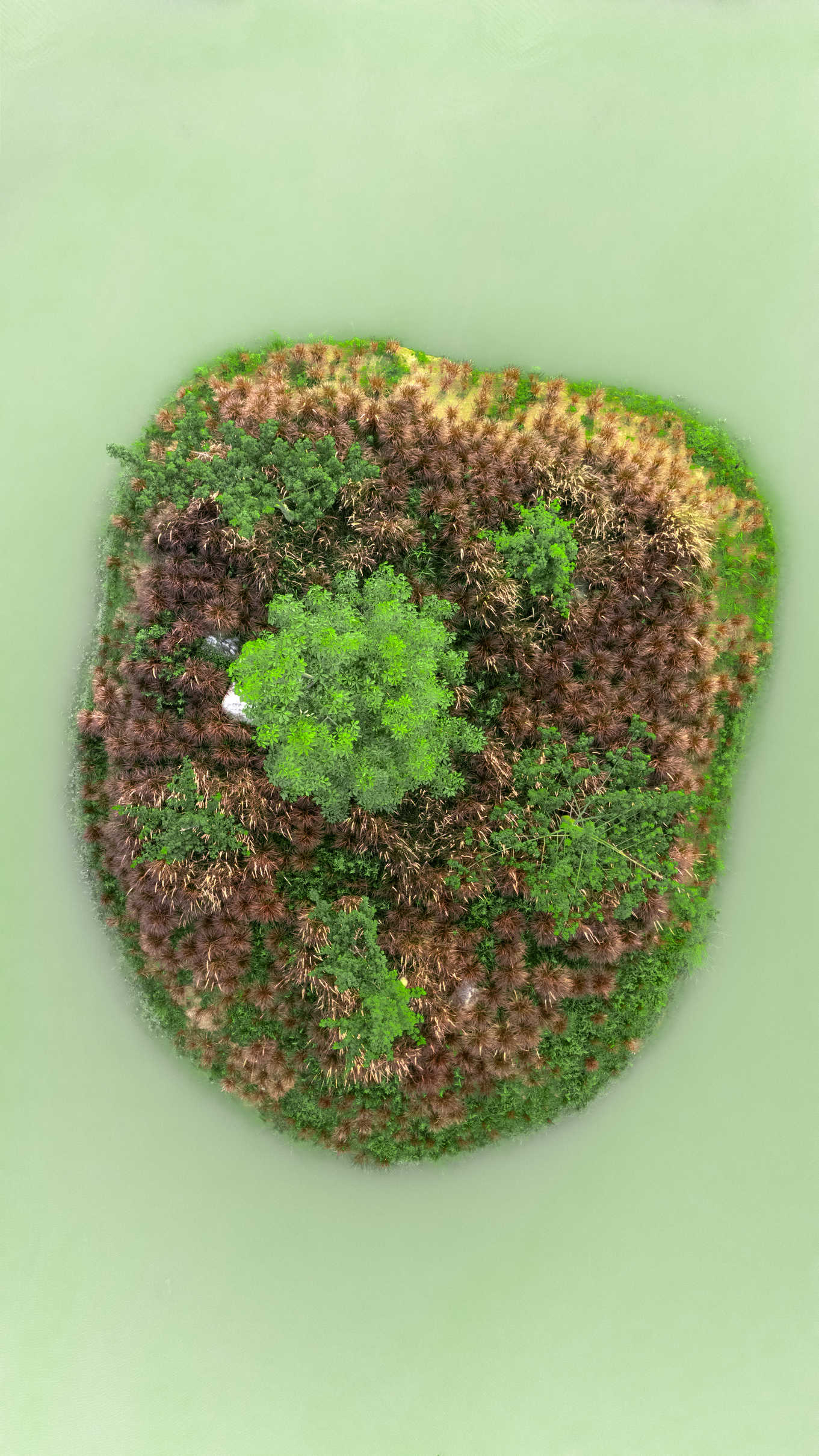 自然系列 DJI_20250809180149_0702_D